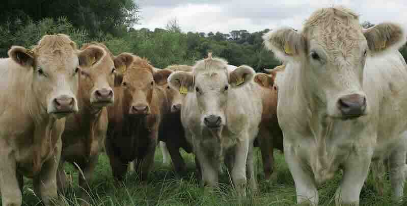 cyber partners to irish cattle breeding federation